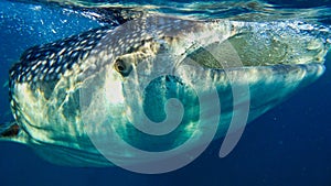 Whaleshark eating sea plankton close up