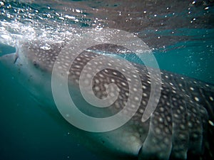 whaleshark in the pacific ocean in oslob on cebu island