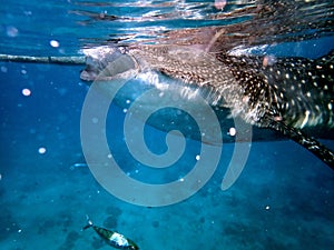 whaleshark in the pacific ocean in oslob on cebu island