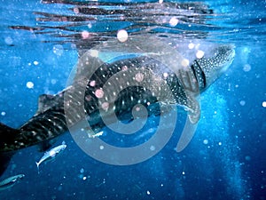 whaleshark in the pacific ocean in oslob on cebu island