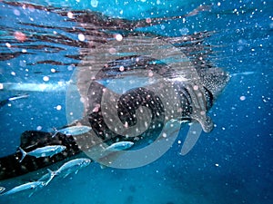 whaleshark in the pacific ocean in oslob on cebu island