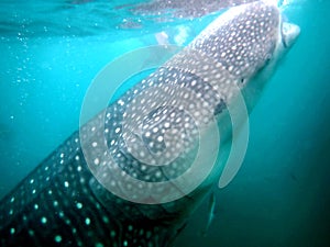 whaleshark in the pacific ocean in oslob on cebu island