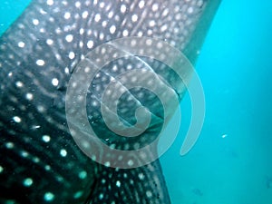 whaleshark in the pacific ocean in oslob on cebu island