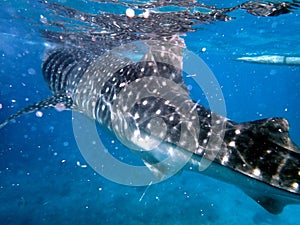 whaleshark in the pacific ocean in oslob on cebu island