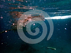 whaleshark in the pacific ocean in oslob on cebu island