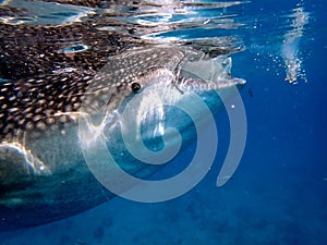 whaleshark in the pacific ocean in oslob on cebu island