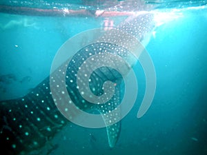 whaleshark in the pacific ocean in oslob on cebu island