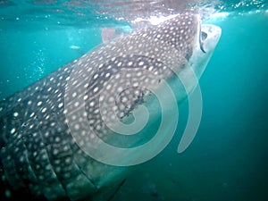 whaleshark in the pacific ocean in oslob on cebu island