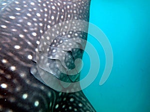 whaleshark in the pacific ocean in oslob on cebu island