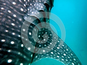 whaleshark in the pacific ocean in oslob on cebu island