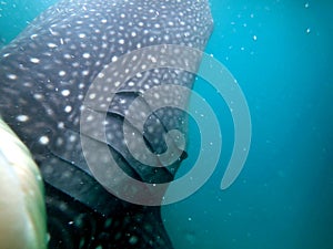 whaleshark in the pacific ocean in oslob on cebu island