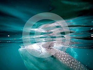 whaleshark in the pacific ocean in oslob on cebu island