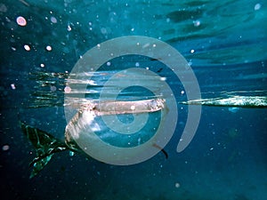 whaleshark in the pacific ocean in oslob on cebu island