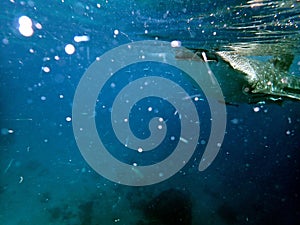 whaleshark in the pacific ocean in oslob on cebu island