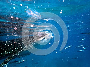 whaleshark in the pacific ocean in oslob on cebu island