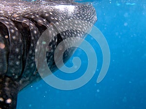 whaleshark in the pacific ocean in oslob on cebu island