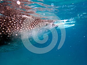 whaleshark in the pacific ocean in oslob on cebu island