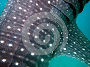 whaleshark in the pacific ocean in oslob on cebu island