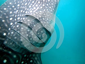 whaleshark in the pacific ocean in oslob on cebu island