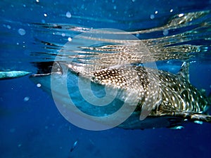 whaleshark in the pacific ocean in oslob on cebu island