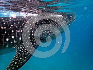 whaleshark in the pacific ocean in oslob on cebu island