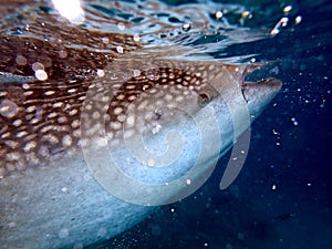 whaleshark in the pacific ocean in oslob on cebu island