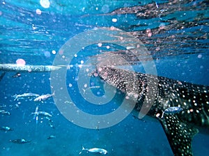 whaleshark in the pacific ocean in oslob on cebu island