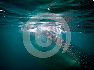 whaleshark in the pacific ocean in oslob on cebu island