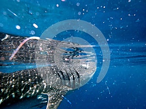 whaleshark in the pacific ocean in oslob on cebu island