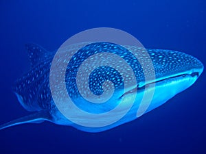 Whaleshark, Worlds Biggest Fish