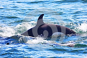 Whalewatch- killer whale at resurrection bay