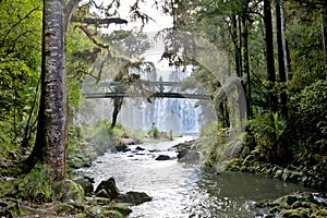 Whangarei Falls photo