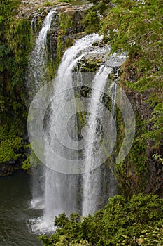 WHANGAREI FALLS AND LUSH GREEN FOREST IN NORTHLAND REGION OF NEW ZEALAND