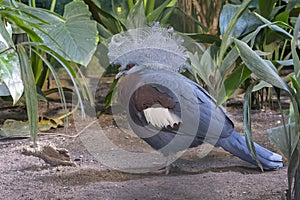 What a beautiful haircut this gray-headed purple coot Porphyrio poliocephalus has in the zoo Blijdorp in Rotterdam photo