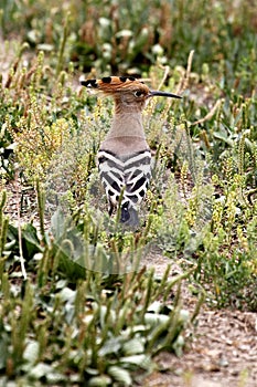 What a beautiful look back posture!