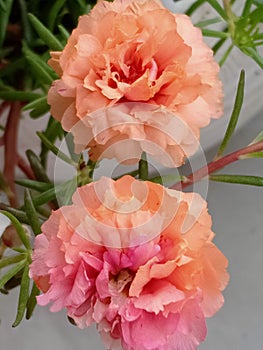 What a beautiful rose moss