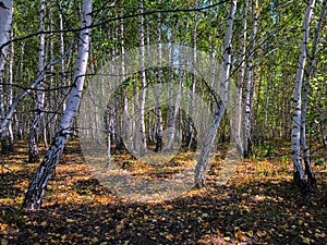 Birch grove in the summer forest