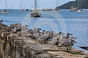 What are those birds looking at?! Portobelo, Panama photo