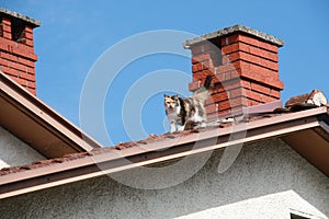 What is a cat doing on the roof?