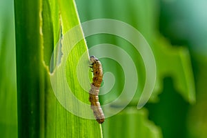 What causes the maize leaves being damaged,Corn leaf damaged by fall armyworm Spodoptera frugiperda.Corn leaves attacked by worms