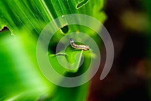 What causes the maize leaves being damaged,Corn leaf damaged by fall armyworm Spodoptera frugiperda.Corn leaves attacked by worms