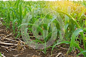 What causes the maize leaves being damaged,Corn leaf damaged by fall armyworm Spodoptera frugiperda.Corn leaves attacked by worms