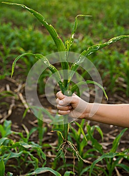 What causes the maize leaves being damaged,Corn leaf damaged by fall armyworm Spodoptera frugiperda.Corn leaves attacked by worms