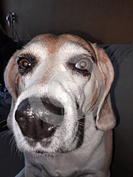 What a cute dogg ilove dogs beagle photo