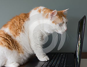 What did the Cat see on the Internet