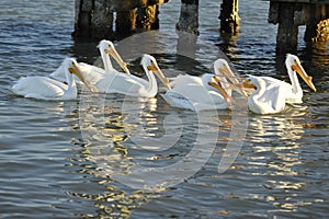 What Did You Say? White Pelicans Squabble