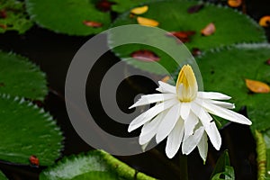 White Aquatic Flower and Plant - Alone photo