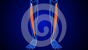 What does anterior tibialis muscle do