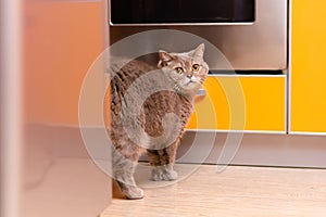 What does the cat do behind the fridge
