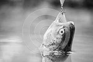 What a fish. fly fishing trout. recreation and leisure. fish on hook. stalemate and hopelessness. fishing on lake. Good photo